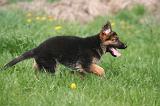 BERGER ALLEMAND 1409